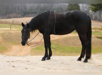 American Quarter Horse, Stute, 4 Jahre, Rappe