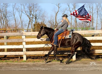 American Quarter Horse, Stute, 4 Jahre, Rappe