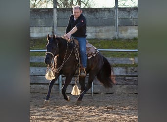 American Quarter Horse, Stute, 4 Jahre, Rappe