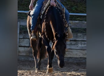 American Quarter Horse, Stute, 4 Jahre, Rappe