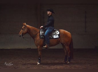 American Quarter Horse, Stute, 4 Jahre, Red Dun