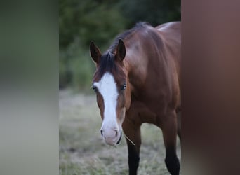 American Quarter Horse, Stute, 4 Jahre
