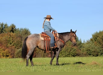 American Quarter Horse, Stute, 4 Jahre, Roan-Bay