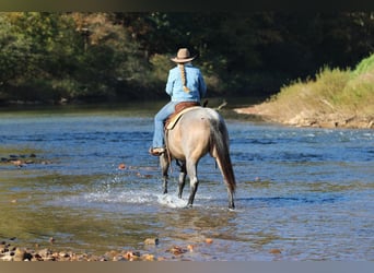 American Quarter Horse, Stute, 4 Jahre, Roan-Bay