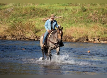 American Quarter Horse, Stute, 4 Jahre, Roan-Bay