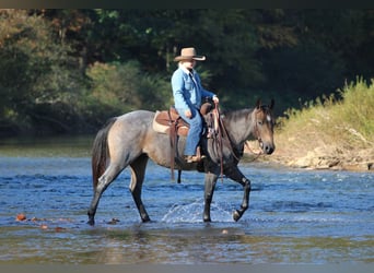 American Quarter Horse, Stute, 4 Jahre, Roan-Bay