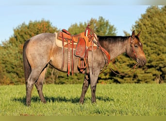 American Quarter Horse, Stute, 4 Jahre, Roan-Bay