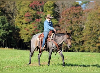 American Quarter Horse, Stute, 4 Jahre, Roan-Bay