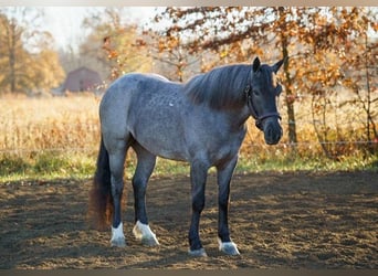 American Quarter Horse, Stute, 4 Jahre, Roan-Blue