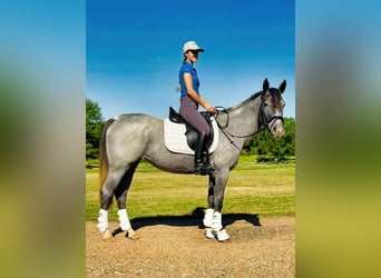 American Quarter Horse, Stute, 4 Jahre, Roan-Blue