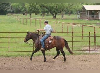 American Quarter Horse, Stute, 4 Jahre, Rotbrauner