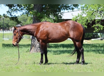 American Quarter Horse, Stute, 4 Jahre, Rotbrauner