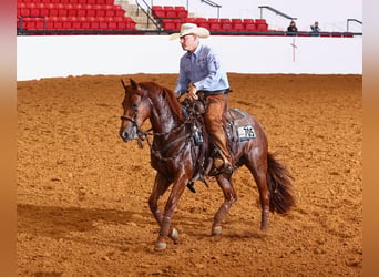 American Quarter Horse, Stute, 4 Jahre, Rotfuchs