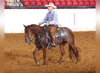 American Quarter Horse, Stute, 4 Jahre, Rotfuchs
