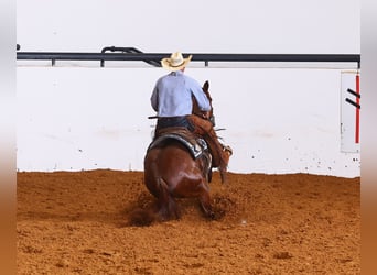 American Quarter Horse, Stute, 4 Jahre, Rotfuchs