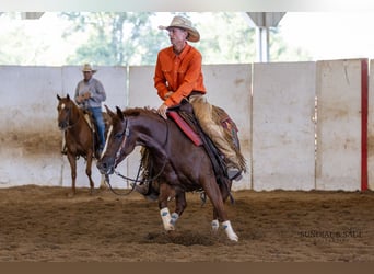 American Quarter Horse, Stute, 4 Jahre, Rotfuchs