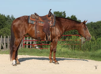 American Quarter Horse, Stute, 4 Jahre, Rotfuchs