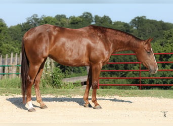 American Quarter Horse, Stute, 4 Jahre, Rotfuchs