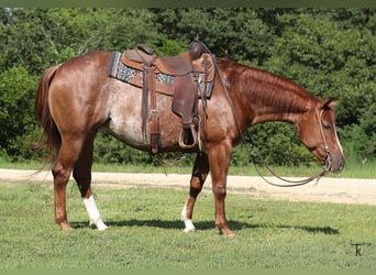 American Quarter Horse, Stute, 4 Jahre, Rotfuchs