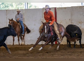 American Quarter Horse, Stute, 4 Jahre, Rotfuchs