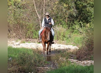 American Quarter Horse, Stute, 4 Jahre, Rotfuchs