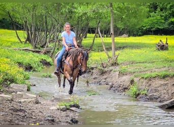 American Quarter Horse, Stute, 5 Jahre, 140 cm, Roan-Bay