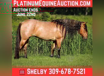 American Quarter Horse, Stute, 5 Jahre, 140 cm, Roan-Bay
