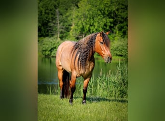 American Quarter Horse, Stute, 5 Jahre, 140 cm, Roan-Bay