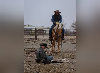 American Quarter Horse, Stute, 5 Jahre, 142 cm, Palomino