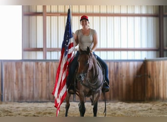 American Quarter Horse, Stute, 5 Jahre, 142 cm, Roan-Bay