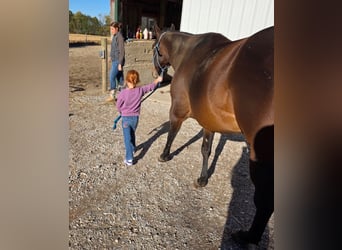 American Quarter Horse, Stute, 5 Jahre, 142 cm, Rotbrauner