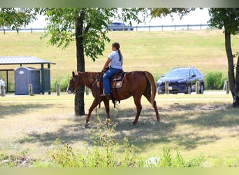 American Quarter Horse, Stute, 5 Jahre, 142 cm, Rotfuchs
