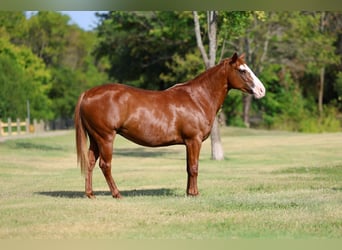 American Quarter Horse, Stute, 5 Jahre, 142 cm, Rotfuchs