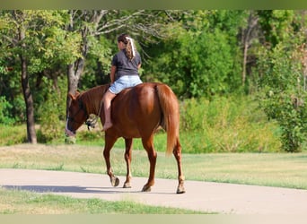 American Quarter Horse, Stute, 5 Jahre, 142 cm, Rotfuchs