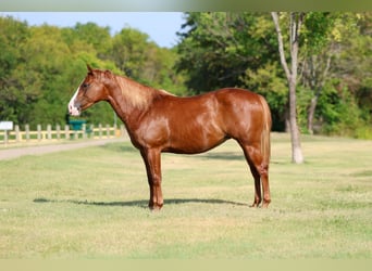 American Quarter Horse, Stute, 5 Jahre, 142 cm, Rotfuchs
