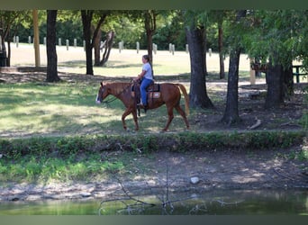 American Quarter Horse, Stute, 5 Jahre, 142 cm, Rotfuchs