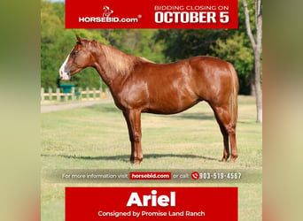 American Quarter Horse, Stute, 5 Jahre, 142 cm, Rotfuchs