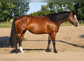 American Quarter Horse, Stute, 5 Jahre, 145 cm, Brauner