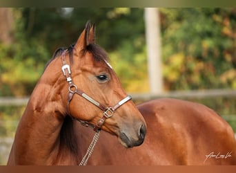 American Quarter Horse, Stute, 5 Jahre, 145 cm, Brauner