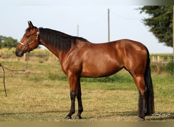 American Quarter Horse, Stute, 5 Jahre, 145 cm, Brauner