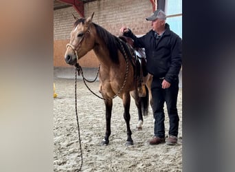 American Quarter Horse, Stute, 5 Jahre, 145 cm, Buckskin