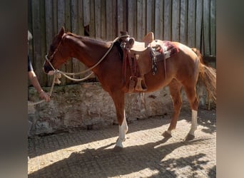 American Quarter Horse, Stute, 5 Jahre, 145 cm, Fuchs