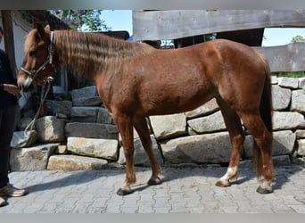 American Quarter Horse, Stute, 5 Jahre, 145 cm, Fuchs