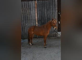 American Quarter Horse, Stute, 5 Jahre, 145 cm, Fuchs