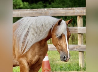 American Quarter Horse, Stute, 5 Jahre, 145 cm, Palomino