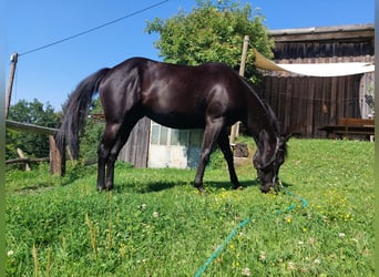 American Quarter Horse, Stute, 5 Jahre, 145 cm, Rappe