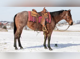 American Quarter Horse, Stute, 5 Jahre, 145 cm, Roan-Bay