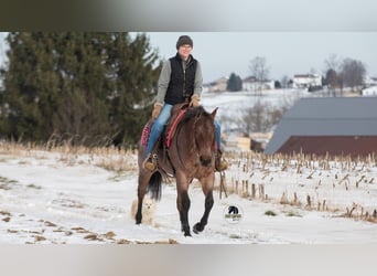 American Quarter Horse, Stute, 5 Jahre, 145 cm, Roan-Bay
