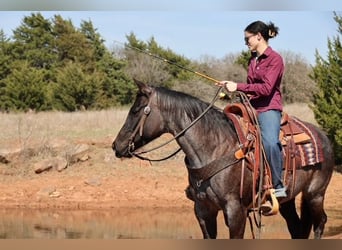 American Quarter Horse, Stute, 5 Jahre, 145 cm, Roan-Blue