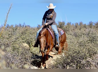 American Quarter Horse, Stute, 5 Jahre, 145 cm, Rotfuchs